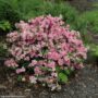 Azalea – Gumpo Pink – #3 Container